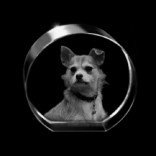 fotoglas rond met hondje